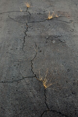 An asphalt road with cracks and sprouted yellow grass. 
Road.