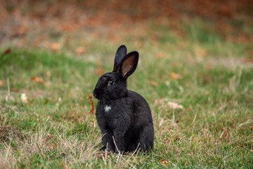 one cute black bunny sitting on the grassy ground with tiny piece of white patch on its chest