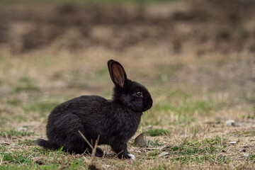 side portrait of one adorable black bunny sitting on short grasses filled ground