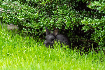 one cute chubby black bunny eating the grass while hiding under green bushes in the park