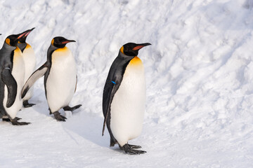 Fototapeta na wymiar Shot of penguin parade at Asahiyama Zoo, Hokkaido