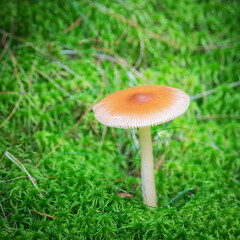 Mushroom in th forest