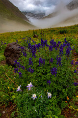 Maggie Gulch Wildflowers And Mountain Fog 2