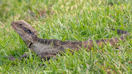 Eastern Water Dragon (Intellagama lesueurii lesueurii) resting on grass at river's edge 