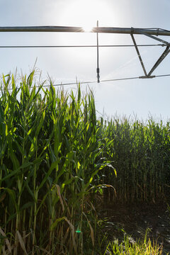 Corn field being irrigated