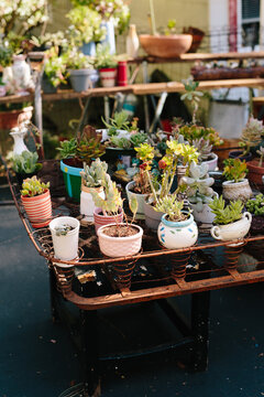 Succulents in pots