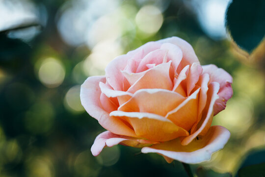 horizontal image of a pink rose