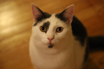 Portrait of a Cat in a House