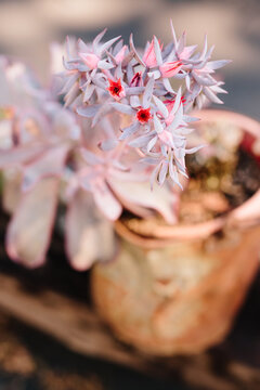 Pink and purple succulent in terracotta pot