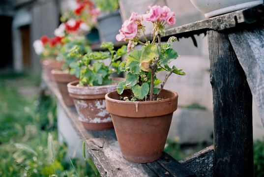 geranium in flowers pot