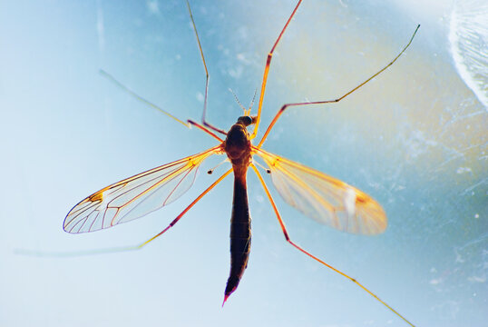 Closeup shot of a giant mosquito on the frozen window