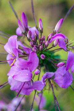 Cleome