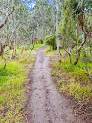 Fototapeta na wymiar Australian Bush and Walking Path