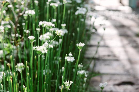 Garlic chives in flower