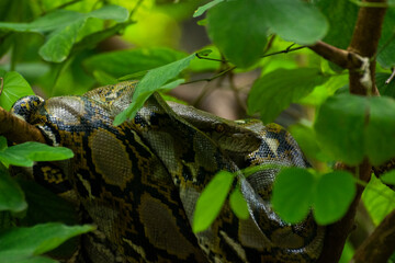 Python In The Wait For Prey
