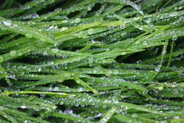 grass with water drops