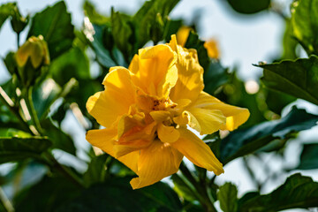 Gelbe Hibiskusblüte © blende11.photo