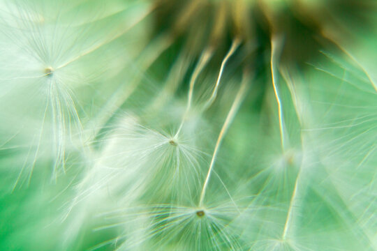 Seeds of taraxacum flower in garden, extreme close up
