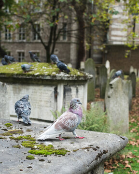 headstones in old cemetery