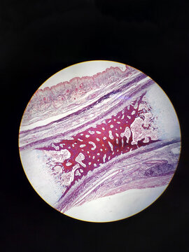 Microscope photography of different organic tissues made with a phone camera