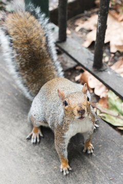 Squirrel standing in the middle of the road