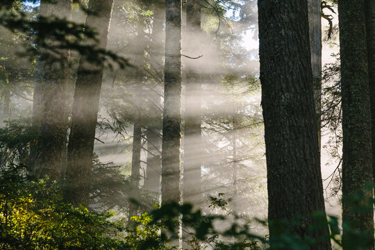 Beams Of Sunlight Shining Through Forest Trees