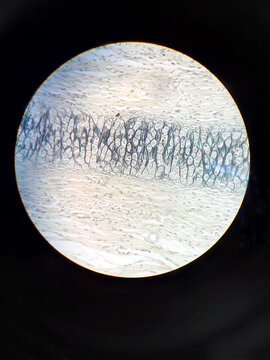 Microscope photography of different organic tissues made with a phone camera