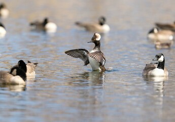 A Young Hooded Merganser Drake rises from the water and flaps his wings amid a group of Cackling Geese in a lake.