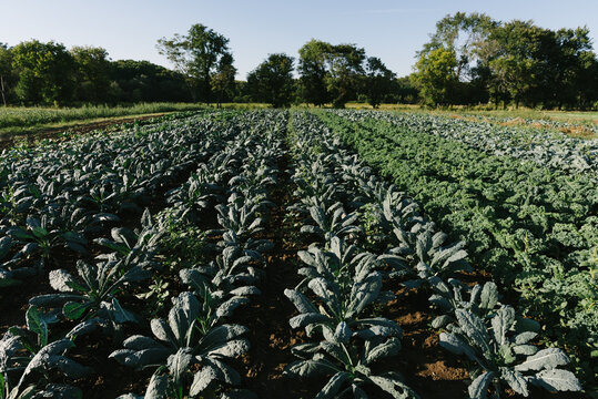 kale growing on an organic farm