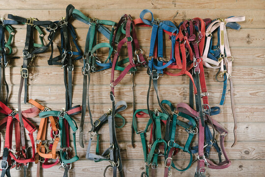 horse bridals hanging on a wall
