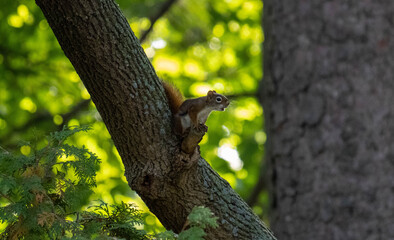 little squirrel