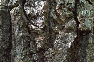 bark texture