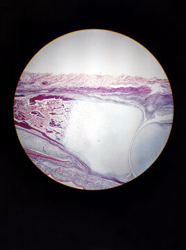 Microscope photography of different organic tissues made with a phone camera