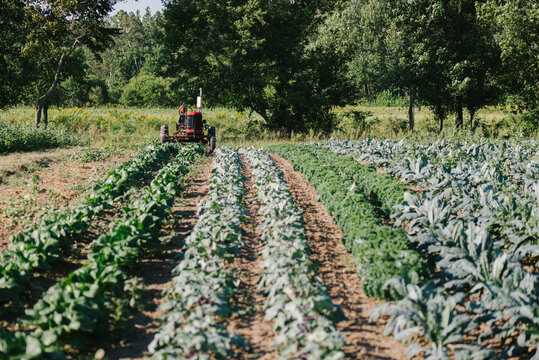 tractor at the end of rows of greens