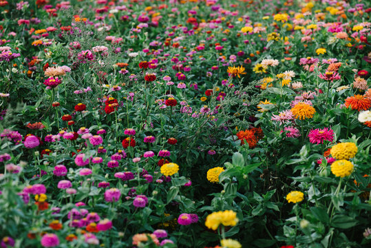 field of zinnias