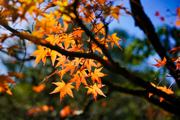 秋を彩る紅葉の模様