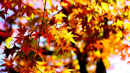 秋を彩る紅葉の模様