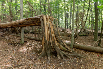 Big brown broken tree in the forest