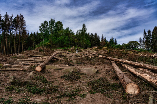 Kahlschlag Abholzung Waldsterben