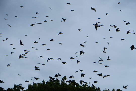 Birds in flight.