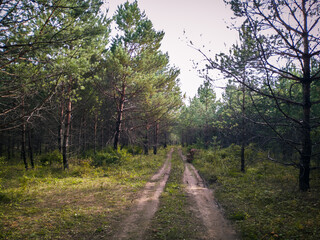 Fototapeta premium Walks in the beautiful Russian forest.