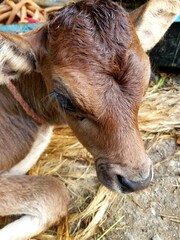 baby calf in the  farm