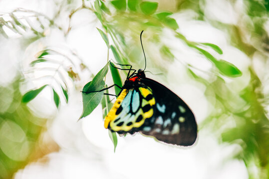colorful birdwing butterfly