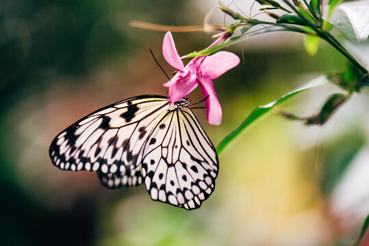 rice paper butterfly sipping nectar