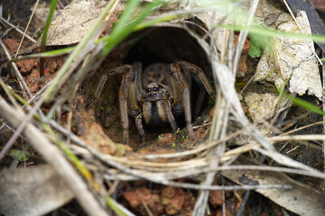 Female Wolf Spider In Her Burrow