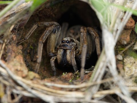 Female Wolf Spider In Her Burrow