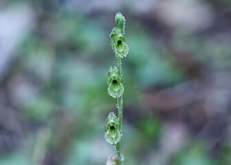 Black-tip Greenhood - Pterostylis bicolor
