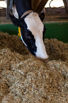Feeding cows in a small Italian farm