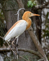 Cattle Egret (Bubulcus ibis) displaying breeding season orange crown, neck, breast & long, loose neck plumes - NSW, Australia