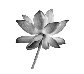 black lotus flower on white background